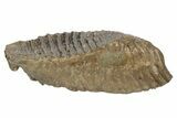 Fossil Woolly Mammoth Molar - Siberia #235039-1